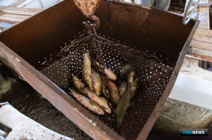 Рыбоводам приготовили новые меры поддержки Рыбоводам приготовили новые меры поддержки