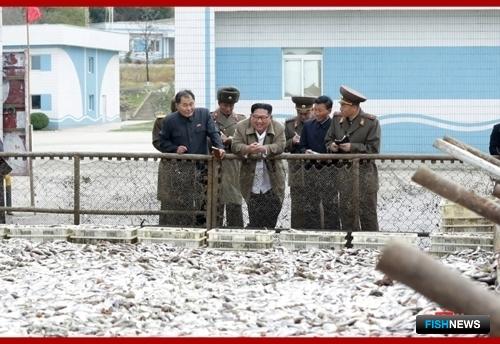 Северная Корея похвасталась рыбными успехами Северная Корея похвасталась рыбными успехами
