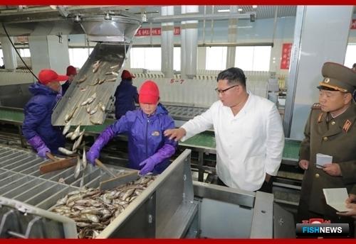 Северная Корея похвасталась рыбными успехами Северная Корея похвасталась рыбными успехами