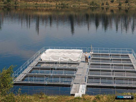 Якутия хочет нарастить рыбоводные мощности Якутия хочет нарастить рыбоводные мощности