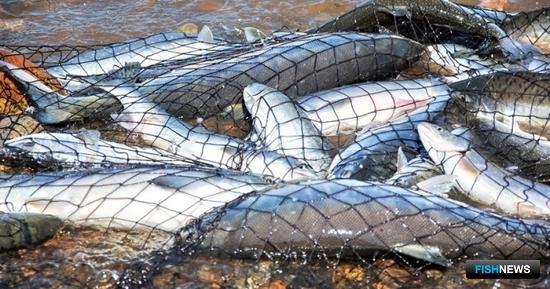 Горбуша порадовала подходами в Магаданской области Горбуша порадовала подходами в Магаданской области