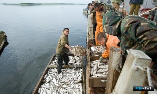 Ямал выполнил половину годового плана по уловам