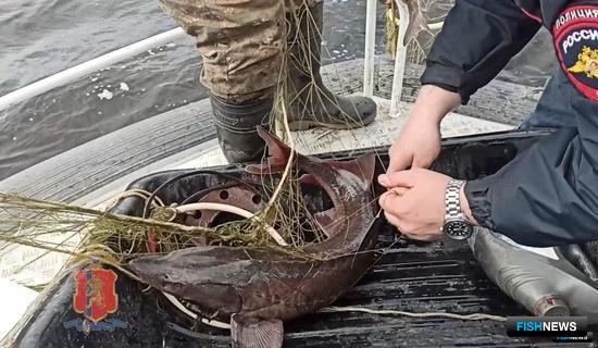 Полиция нашла хозяина сети с «краснокнижной» рыбой Полиция нашла хозяина сети с «краснокнижной» рыбой