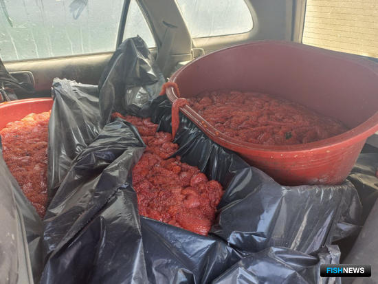 Перевозчик браконьерской икры не ушел от погони Перевозчик браконьерской икры не ушел от погони