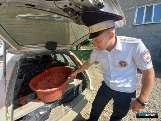 Перевозчик браконьерской икры не ушел от погони Перевозчик браконьерской икры не ушел от погони