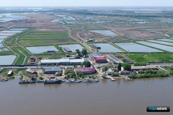 Гибель осетровых на научной станции расследует полиция Гибель осетровых на научной станции расследует полиция