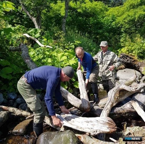 Кете Кунашира расчищают дорогу на нерест Кете Кунашира расчищают дорогу на нерест