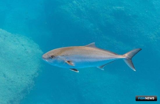 У бразильского побережья собираются создать мариферму-гиганта