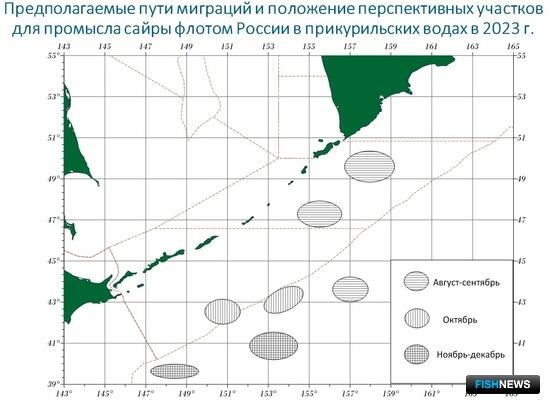 Ученые рассказали о сценарии пелагической путины