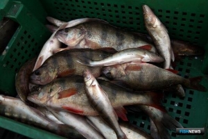 Сибирь наращивает рыбный потенциал
