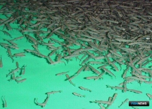 Рыбоводные заводы в Сахалинской области приступили к выпускам