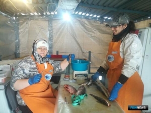 Рыбные запасы в бассейне Амура показали стабильность Рыбные запасы в бассейне Амура показали стабильность