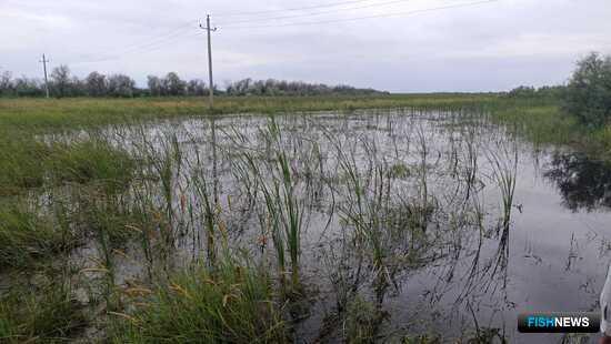 Нерестилищам Северного Каспия не хватает воды