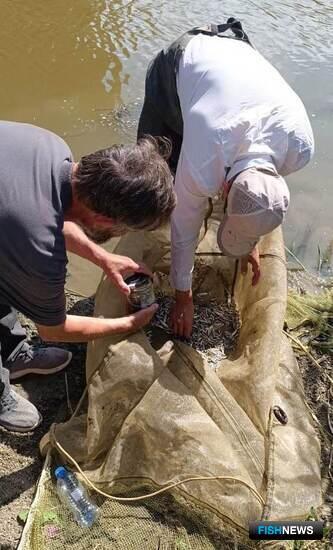 Нерестилищам Северного Каспия не хватает воды