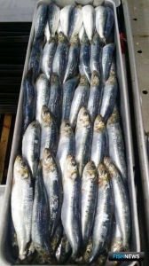 Флот восстановил интенсивность промысла иваси Флот восстановил интенсивность промысла иваси