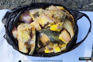 Груз ценной рыбы перехватили в Хабаровском крае Груз ценной рыбы перехватили в Хабаровском крае