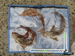 За осетриной пришли «покупатели» из полиции За осетриной пришли «покупатели» из полиции