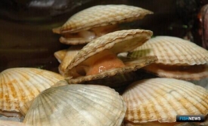 Механизм агрострахования распространили на морепродукты Механизм агрострахования распространили на морепродукты