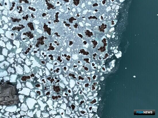Лежбище чукотских моржей навестили ученые Лежбище чукотских моржей навестили ученые