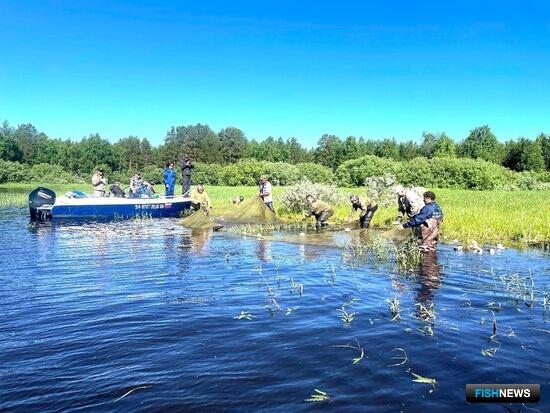 Сибирская наука фокусируется на пополнении запасов муксуна и нельмы Сибирская наука фокусируется на пополнении запасов муксуна и нельмы